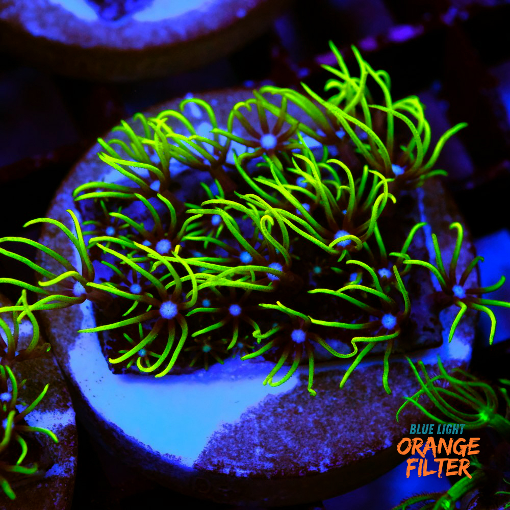 Pachyclavularia violacea