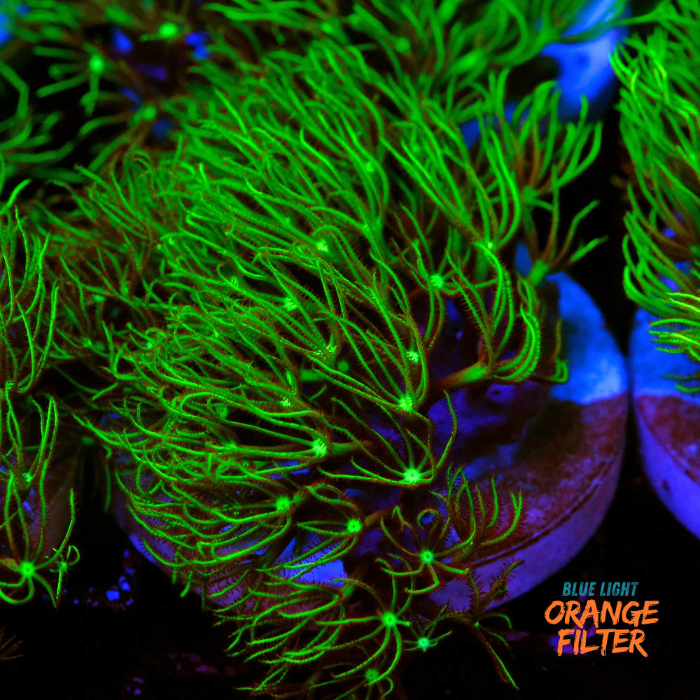 Pachyclavularia viridis