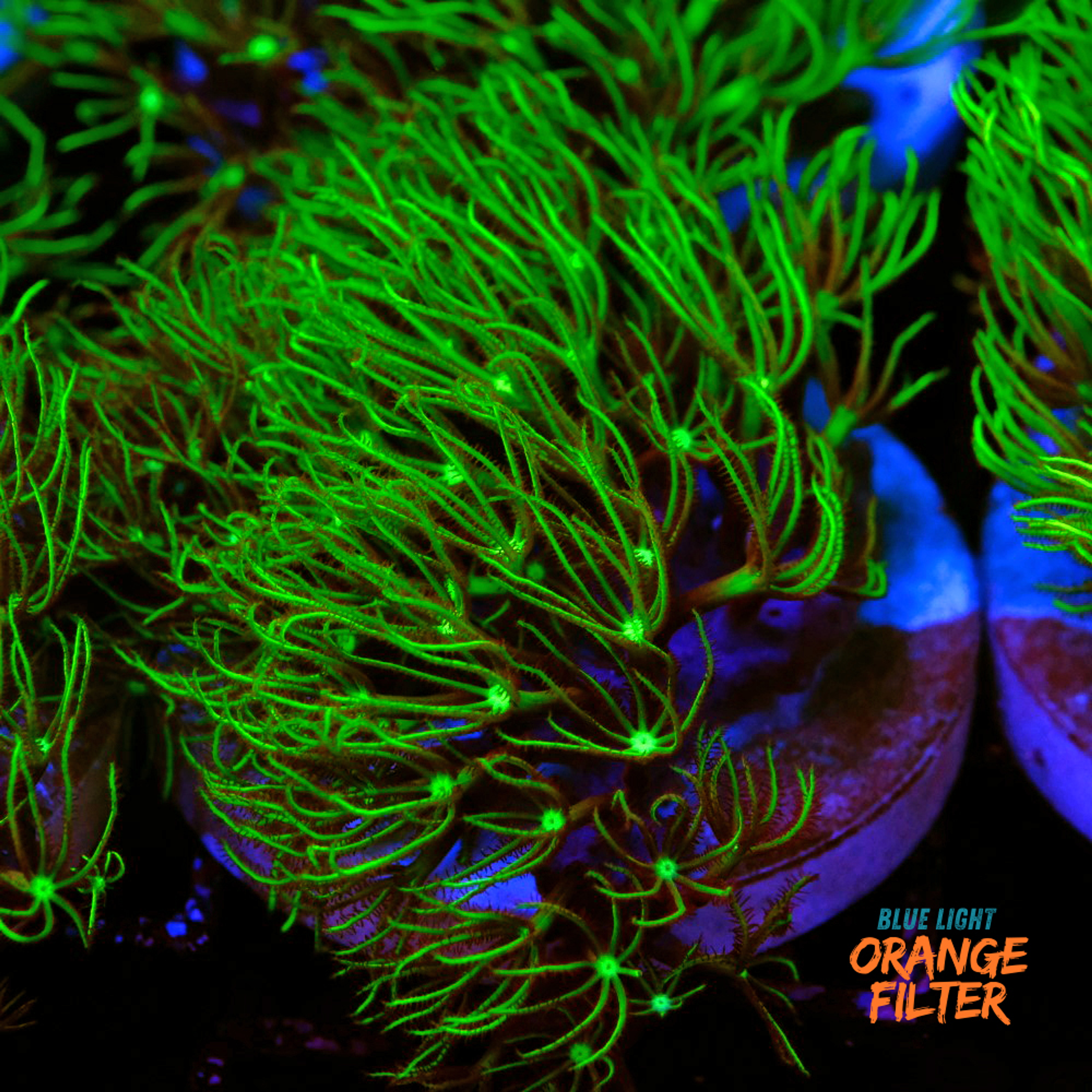 Pachyclavularia viridis