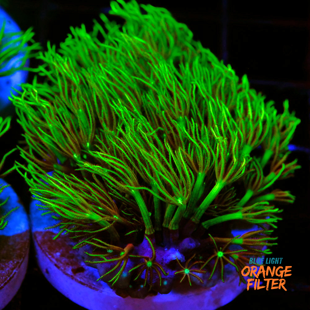 Pachyclavularia viridis