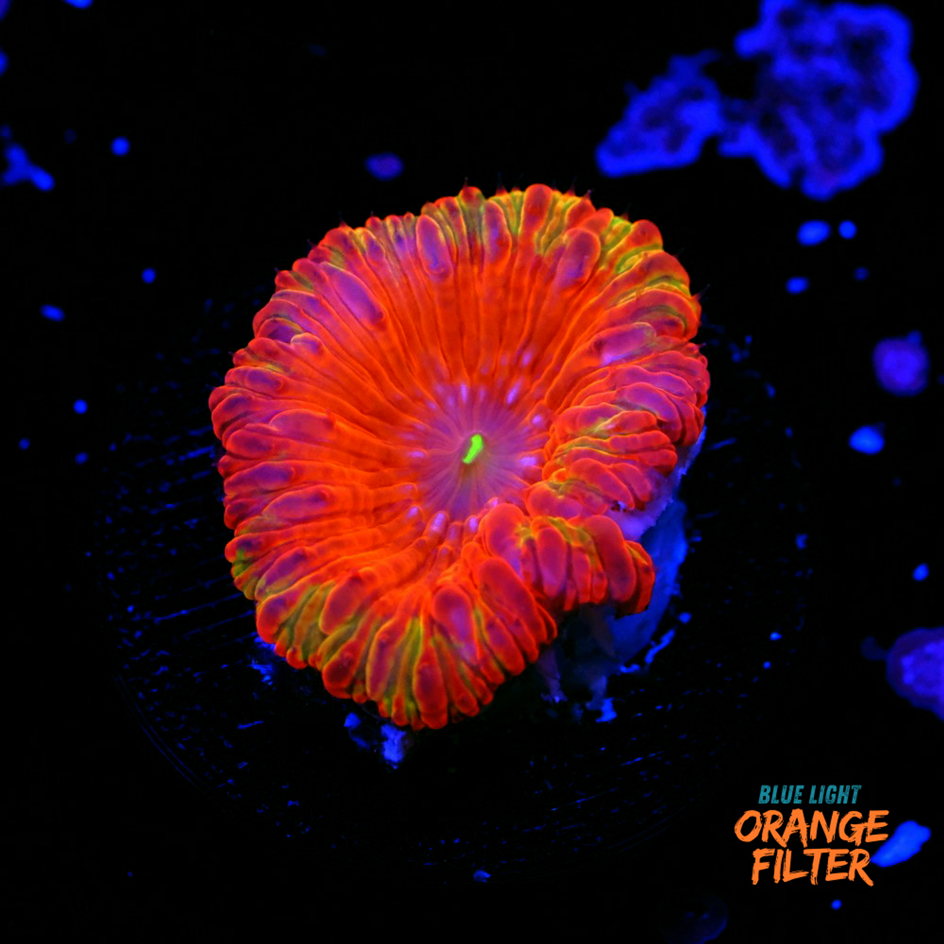 Blastomussa wellsi "Fire dancer"