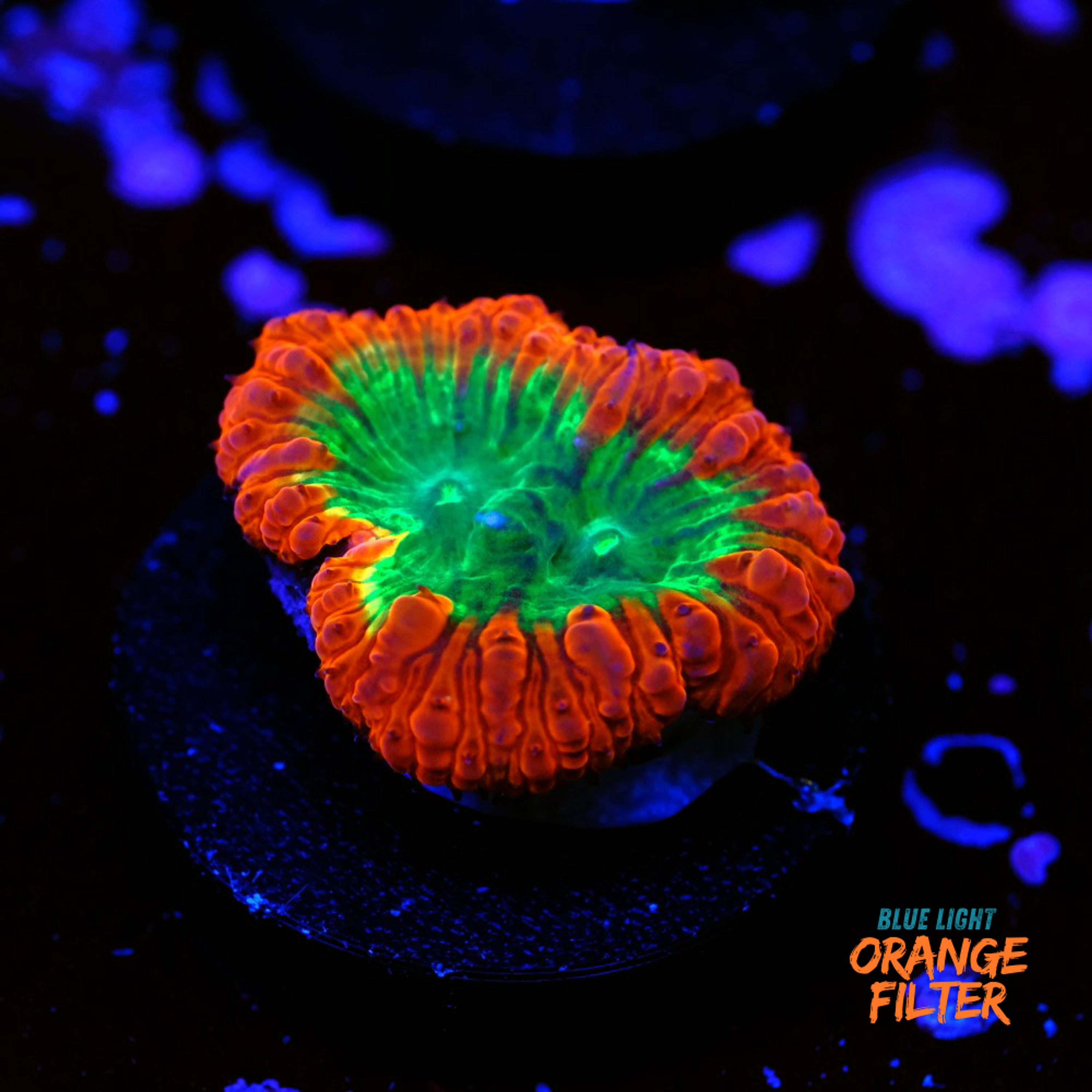 Blastomussa wellsi "Ultra"