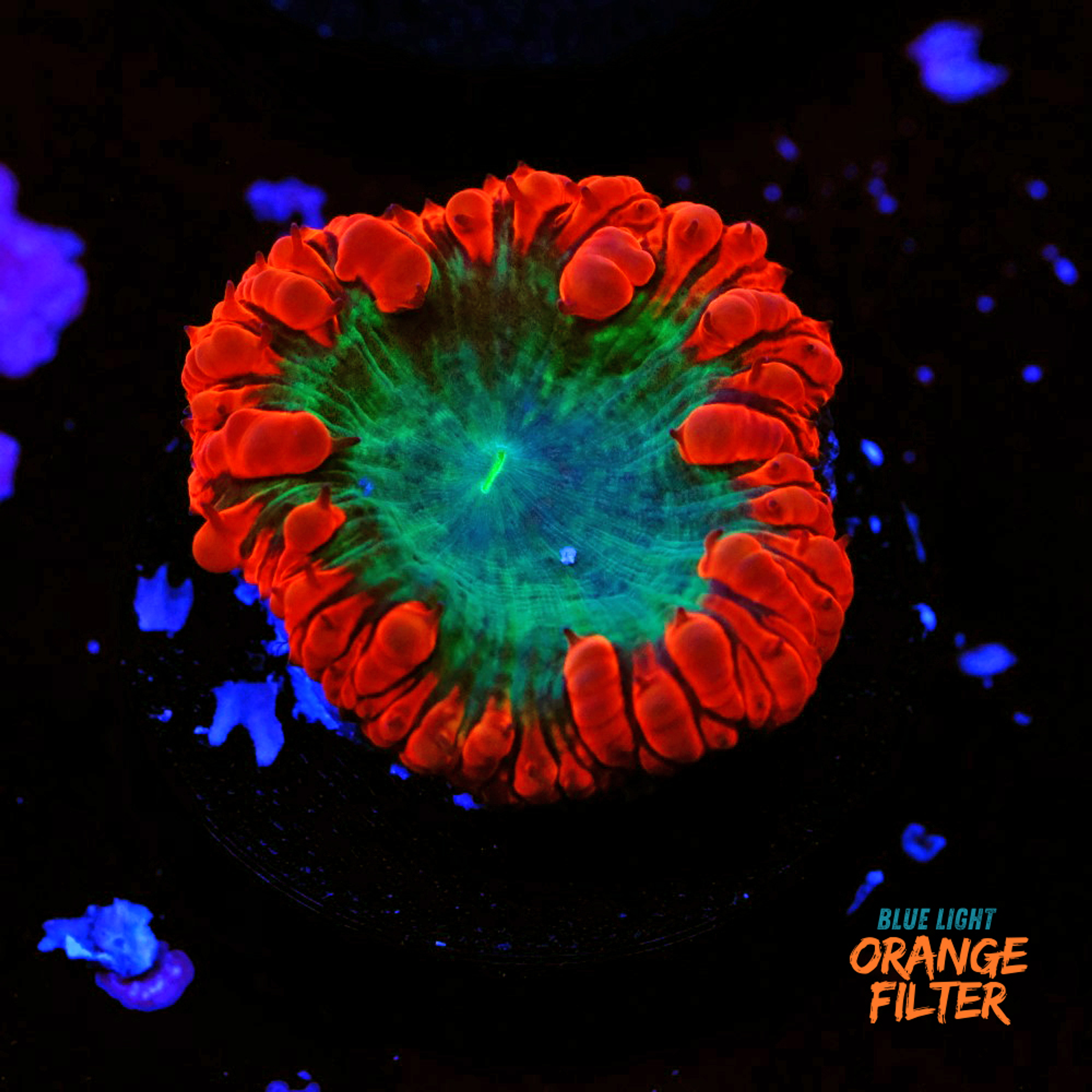 Blastomussa wellsi "Ultra"