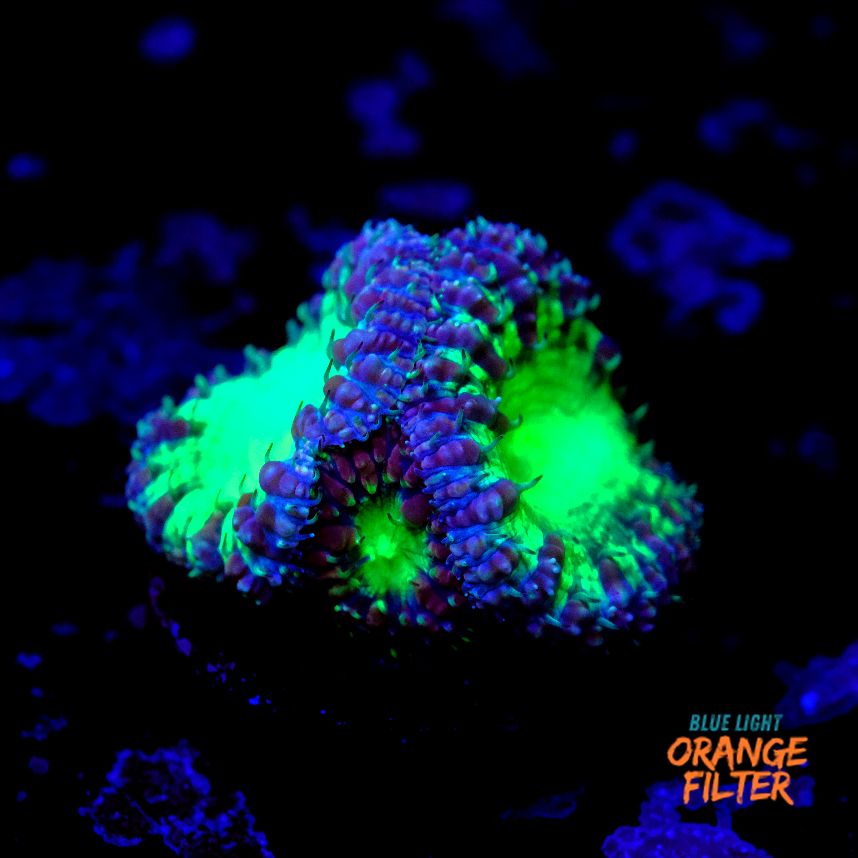 Blastomussa wellsi "Blueberry pie"