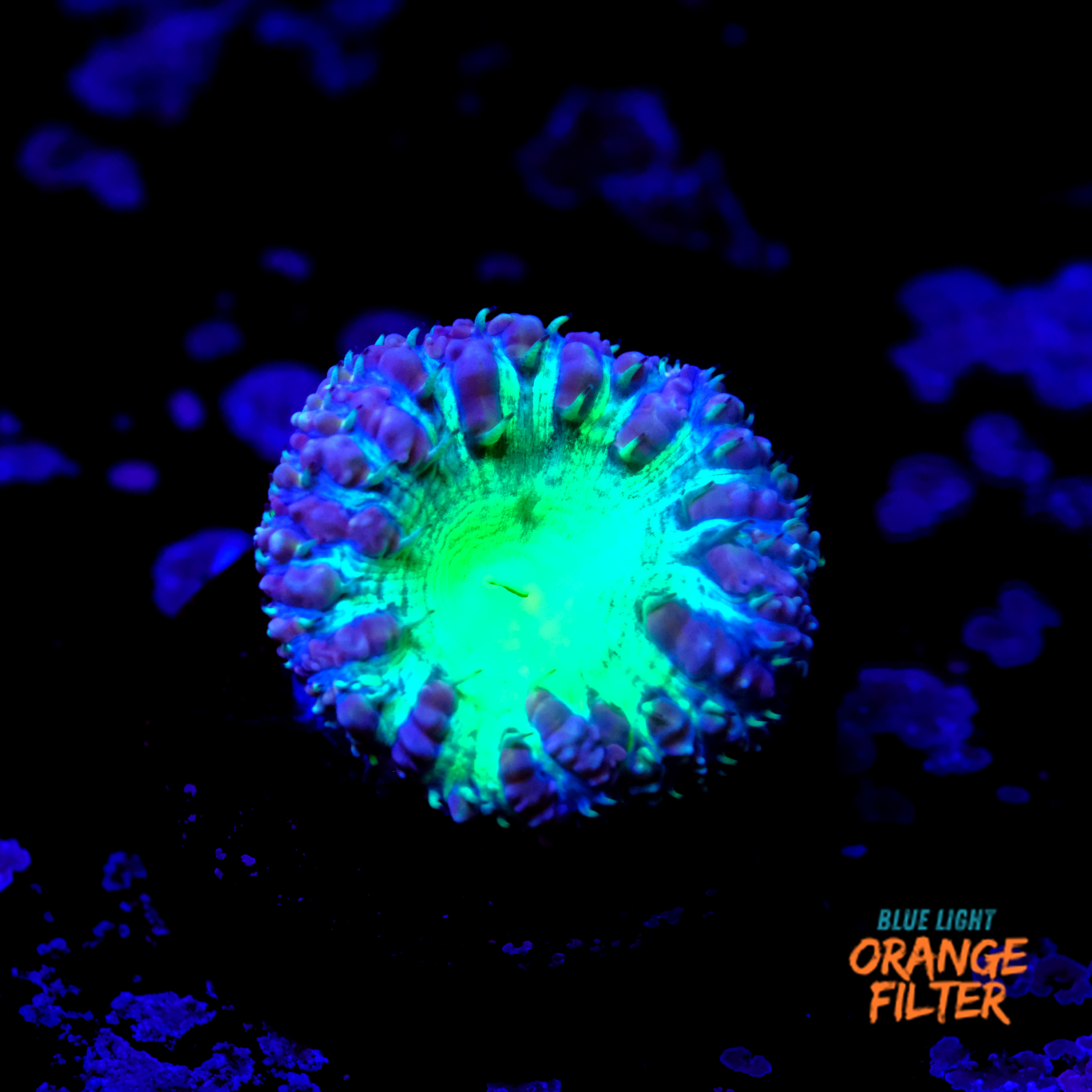 Blastomussa wellsi "Blueberry pie"