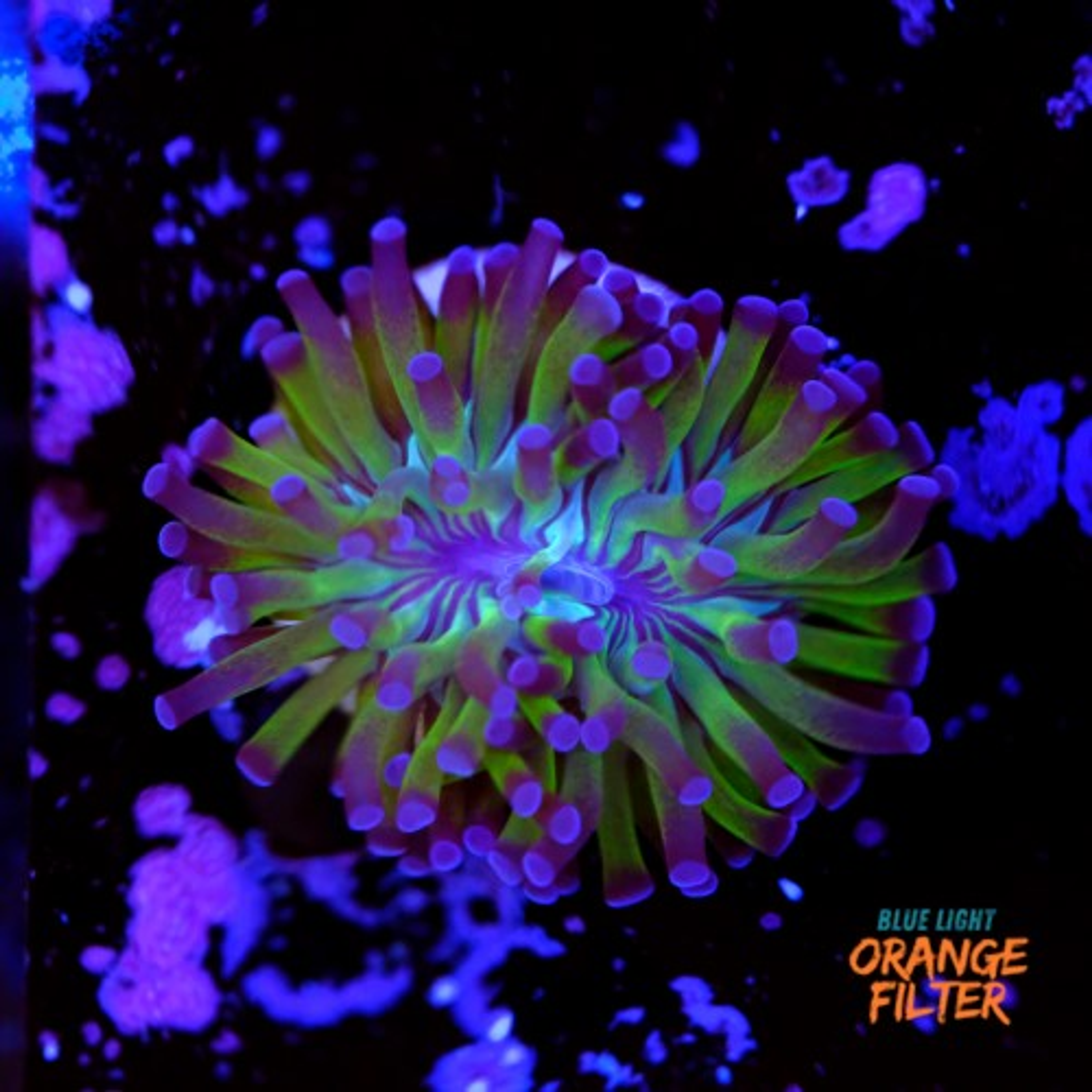 Euphyllia parancora "reverse"