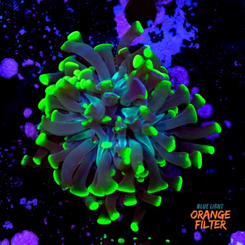 Euphyllia parancora  1