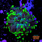 Euphyllia parancora  1