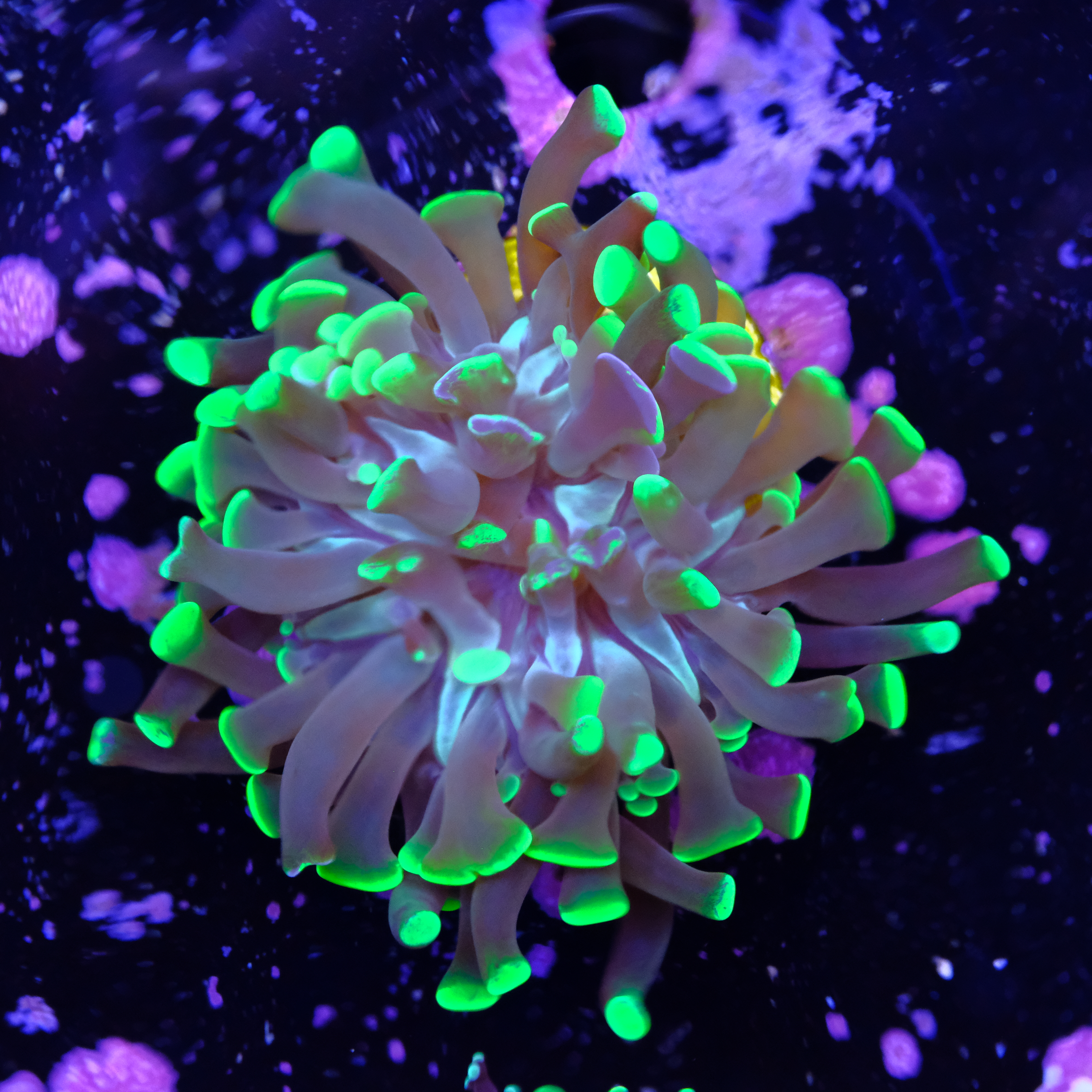 Euphyllia parancora  2