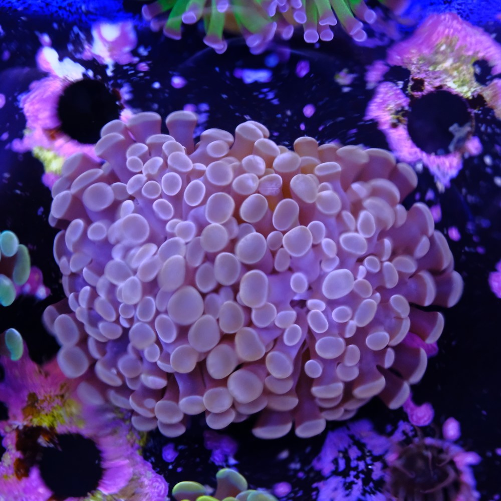 Euphyllia baliensis  2