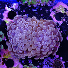 Euphyllia baliensis  2