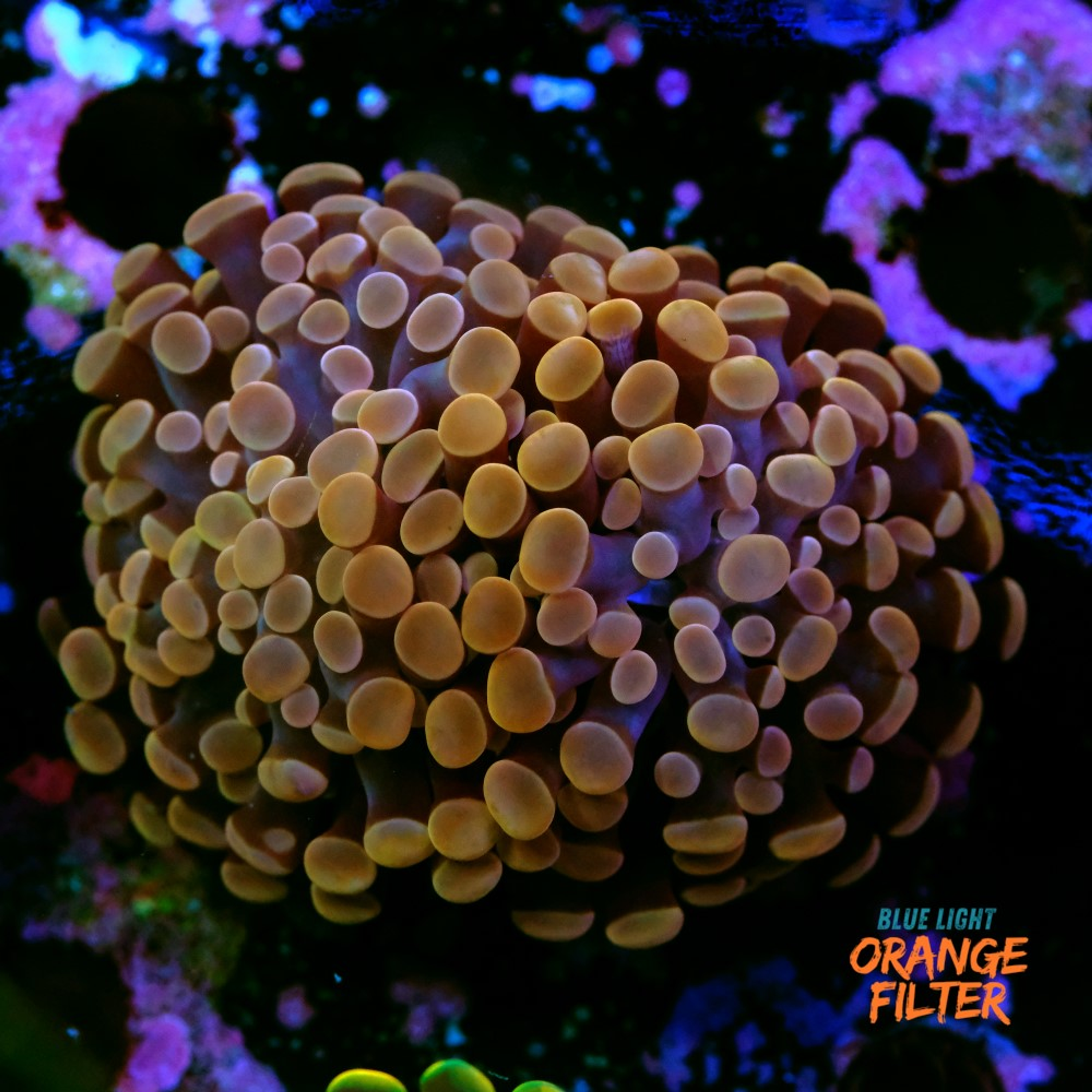 Euphyllia baliensis 