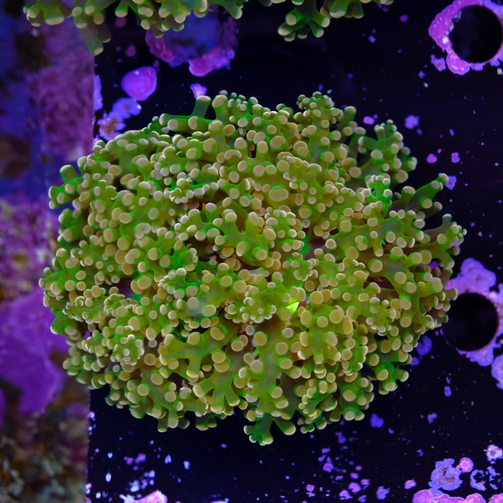 Euphyllia yaeyamaensis  