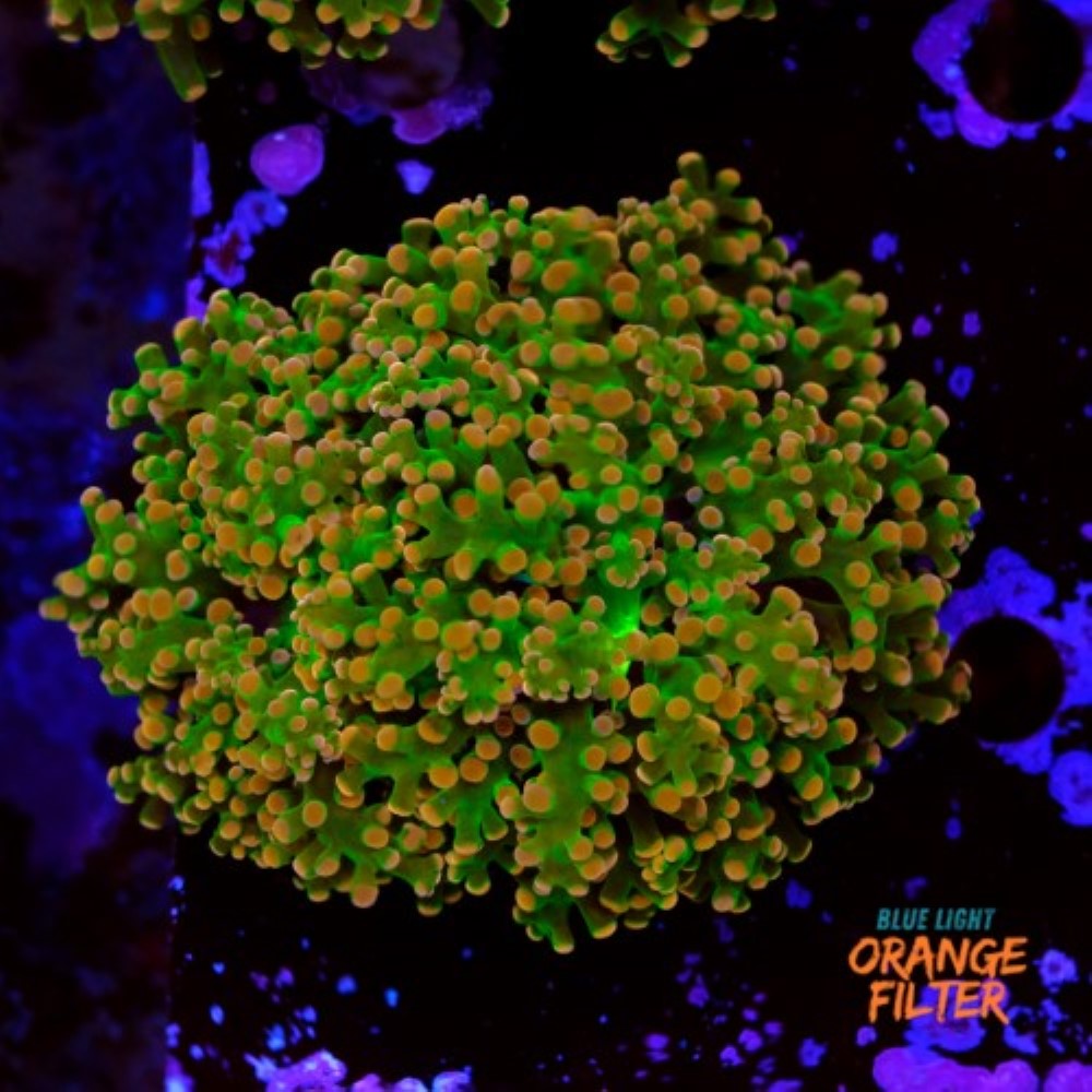 Euphyllia yaeyamaensis  