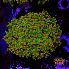 Euphyllia yaeyamaensis  