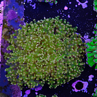 Euphyllia yaeyamaensis 