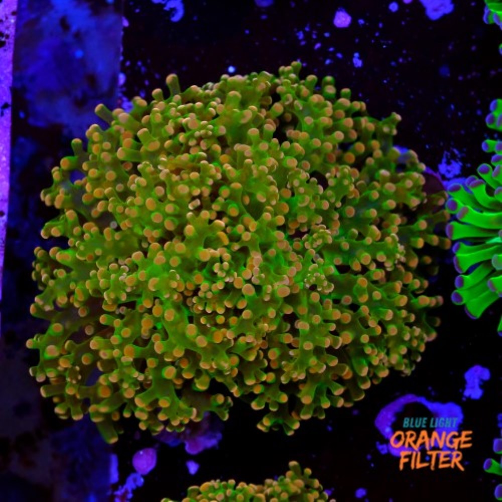 Euphyllia yaeyamaensis 