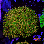 Euphyllia yaeyamaensis 