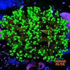 Euphyllia Paradivisa 