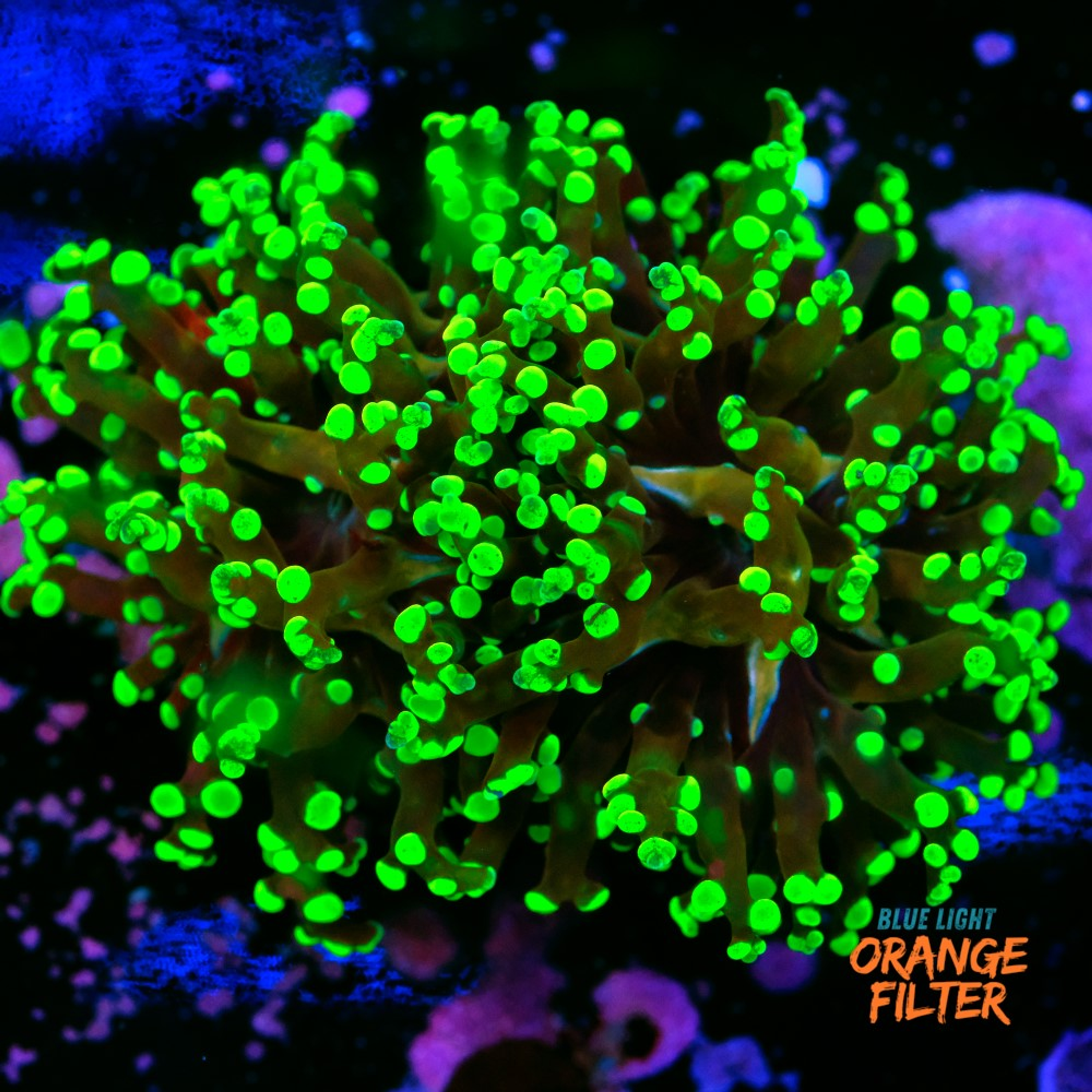 Euphyllia Paradivisa "frogspawn"