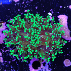 Euphyllia Paradivisa 