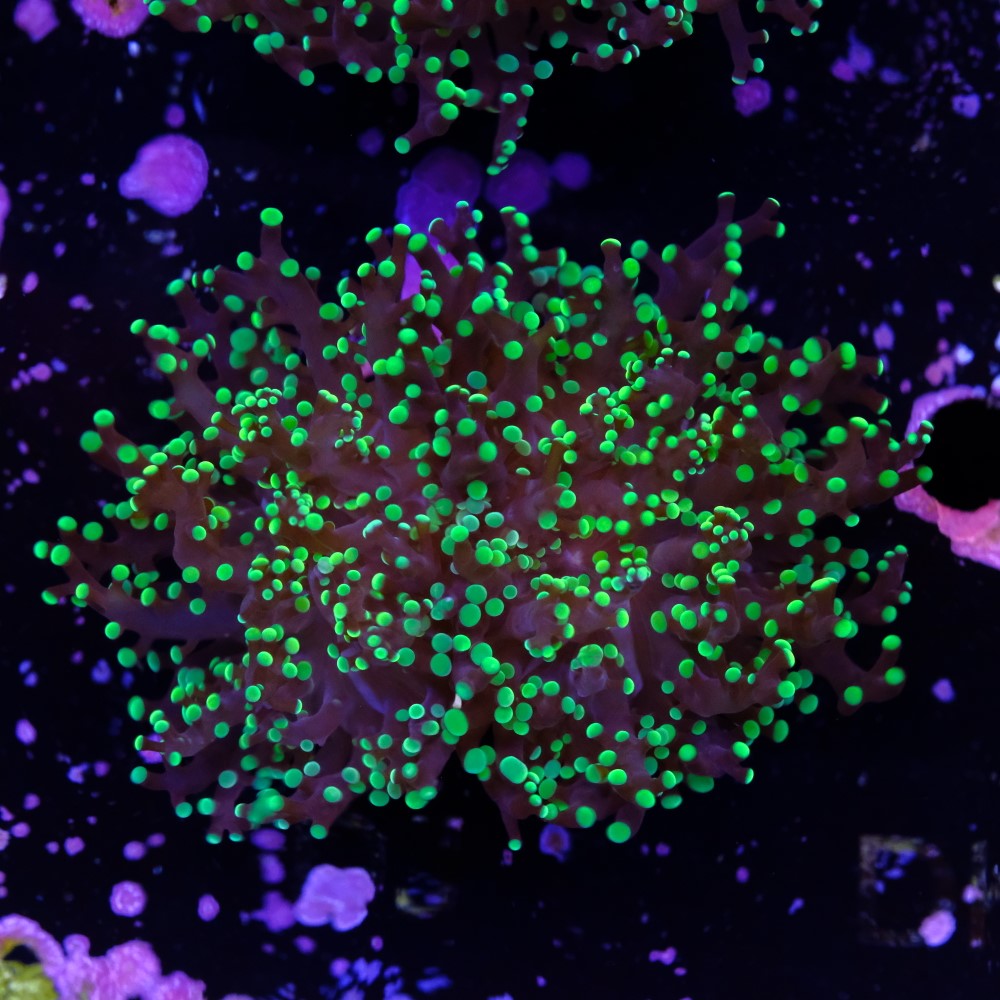 Euphyllia Paradivisa 