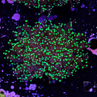 Euphyllia Paradivisa 