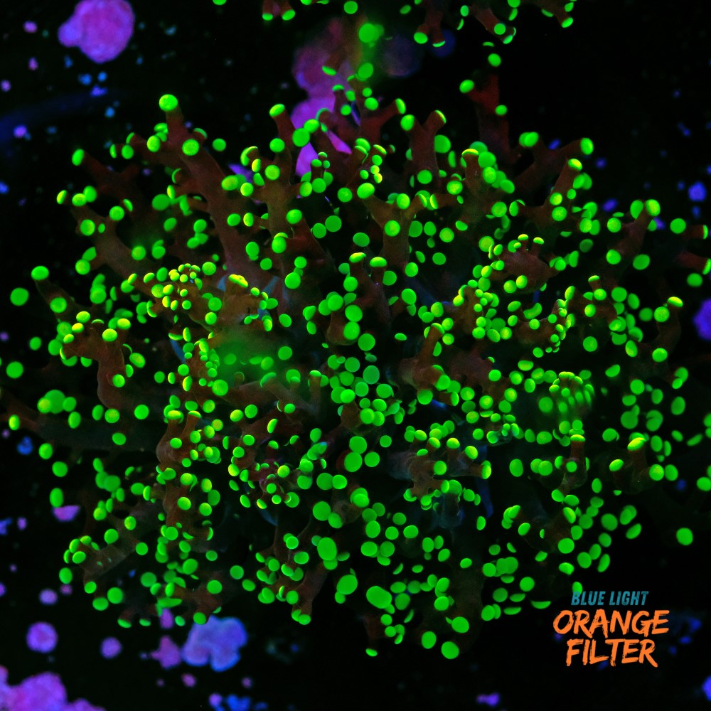 Euphyllia Paradivisa 