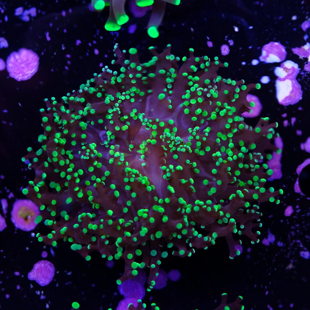 Euphyllia Paradivisa 