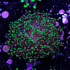 Euphyllia Paradivisa 