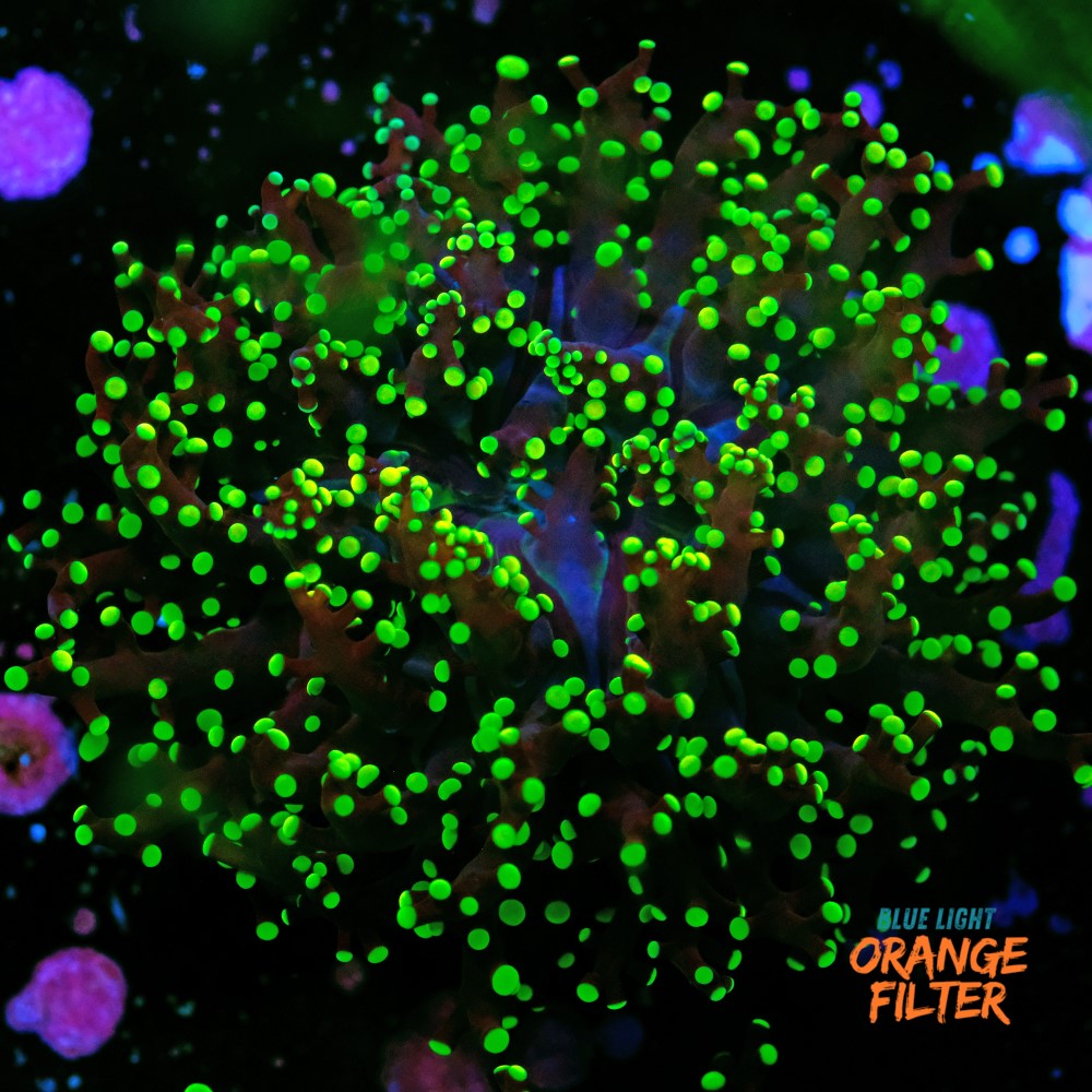 Euphyllia Paradivisa 