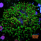 Euphyllia Paradivisa 