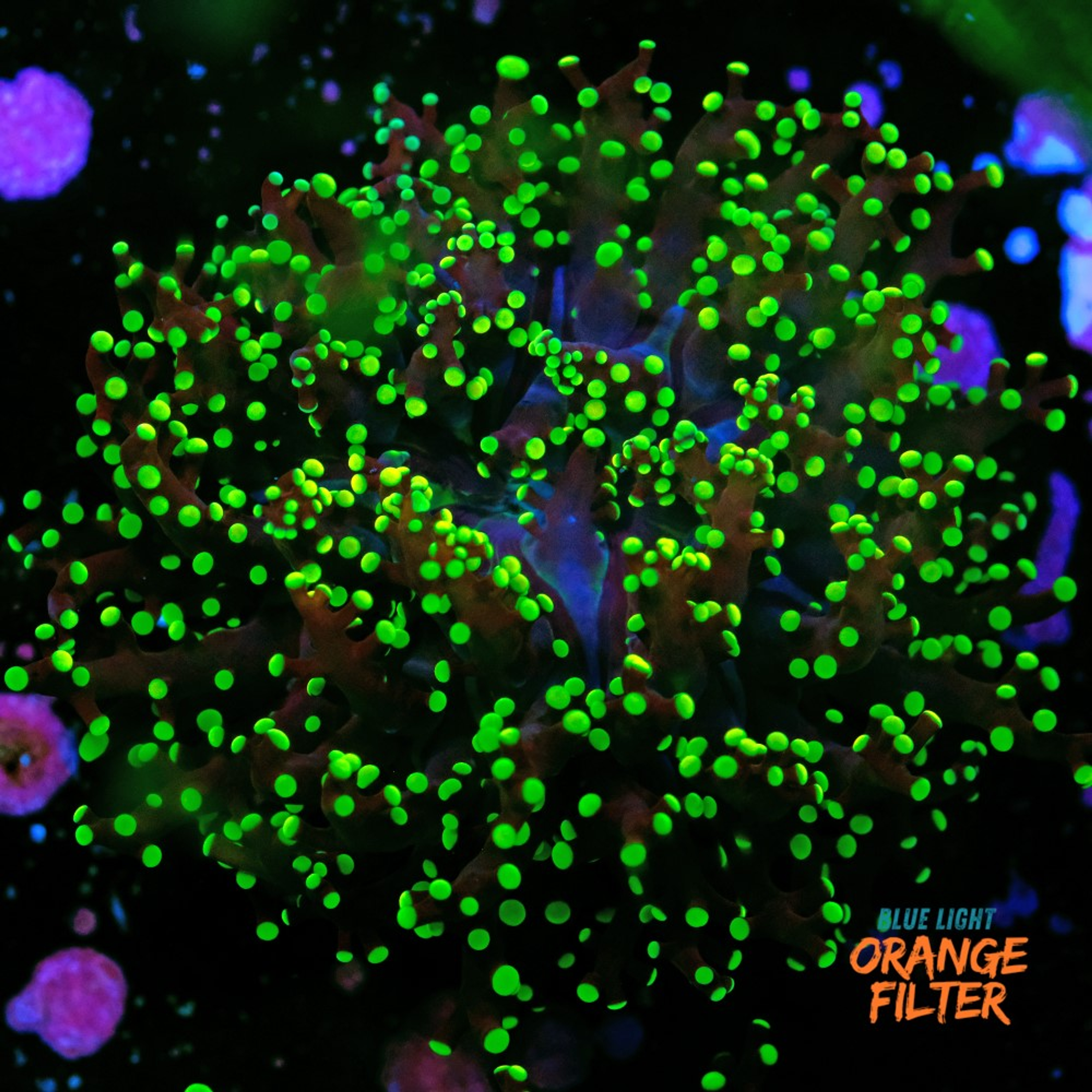 Euphyllia Paradivisa "frogspawn"