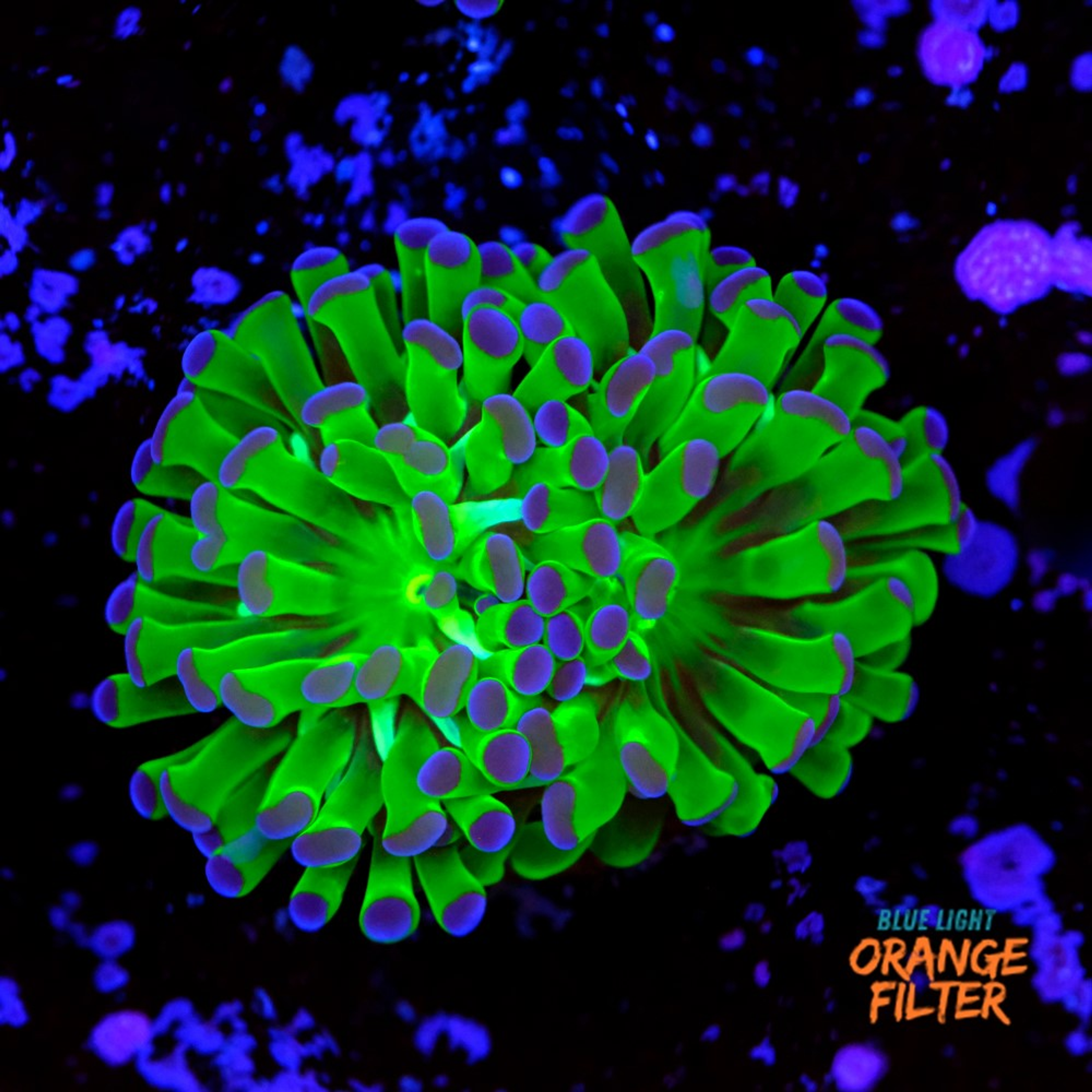 Euphyllia parancora "bicolor"