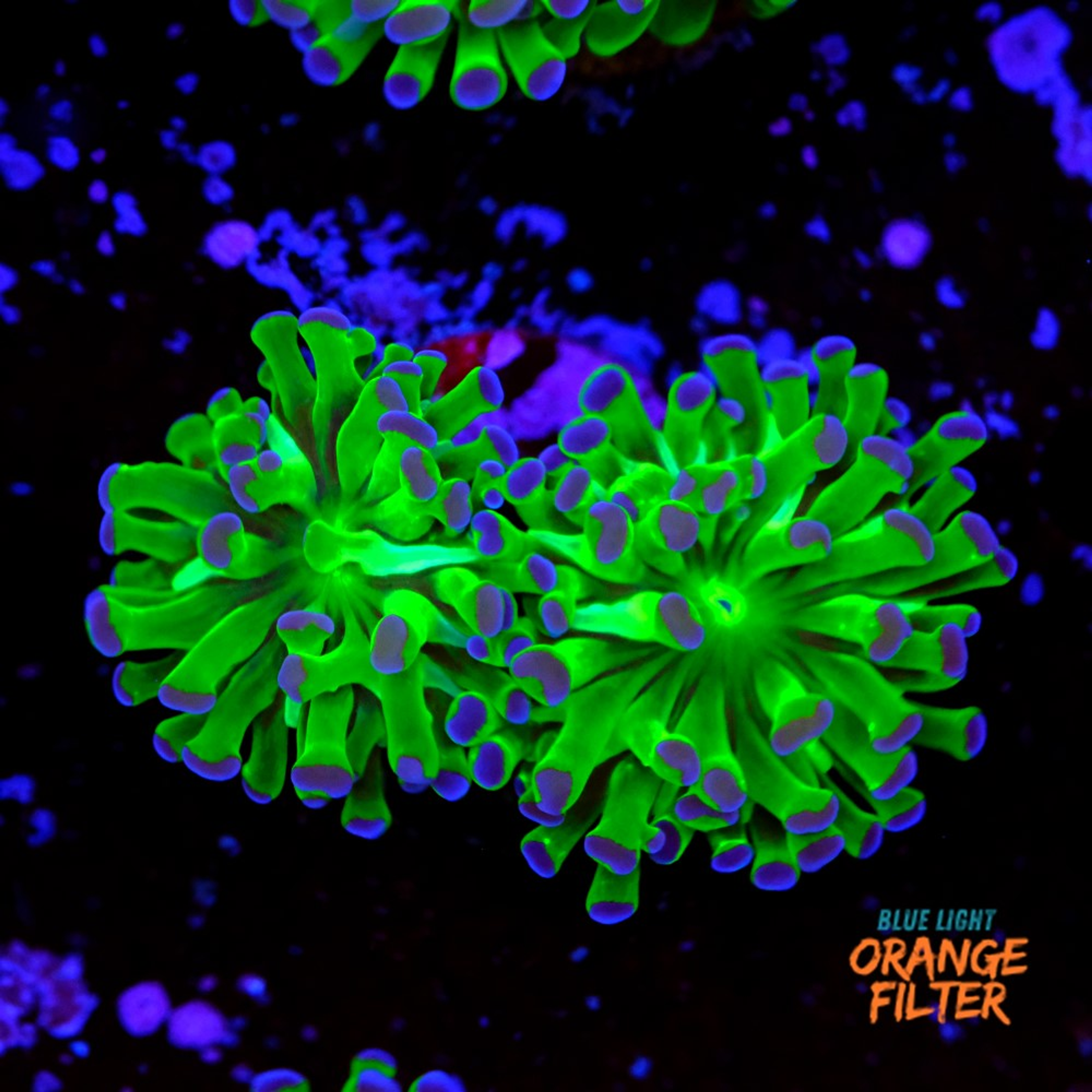 Euphyllia parancora "bicolor"