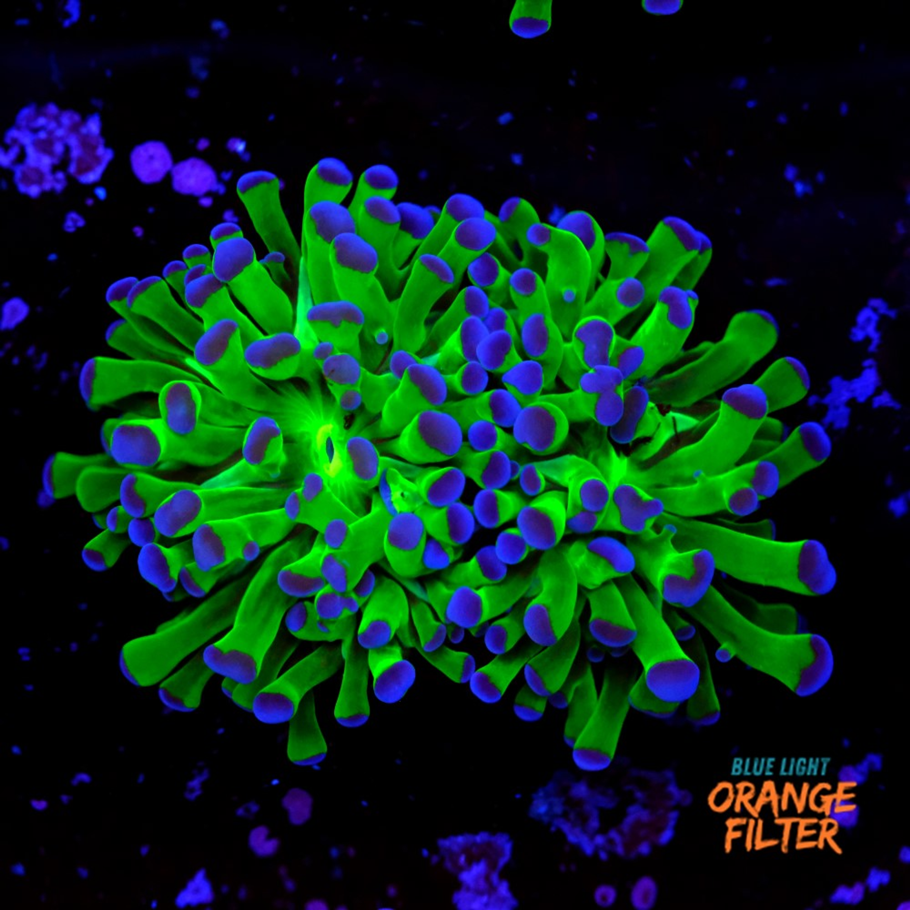 Euphyllia parancora "bicolor"