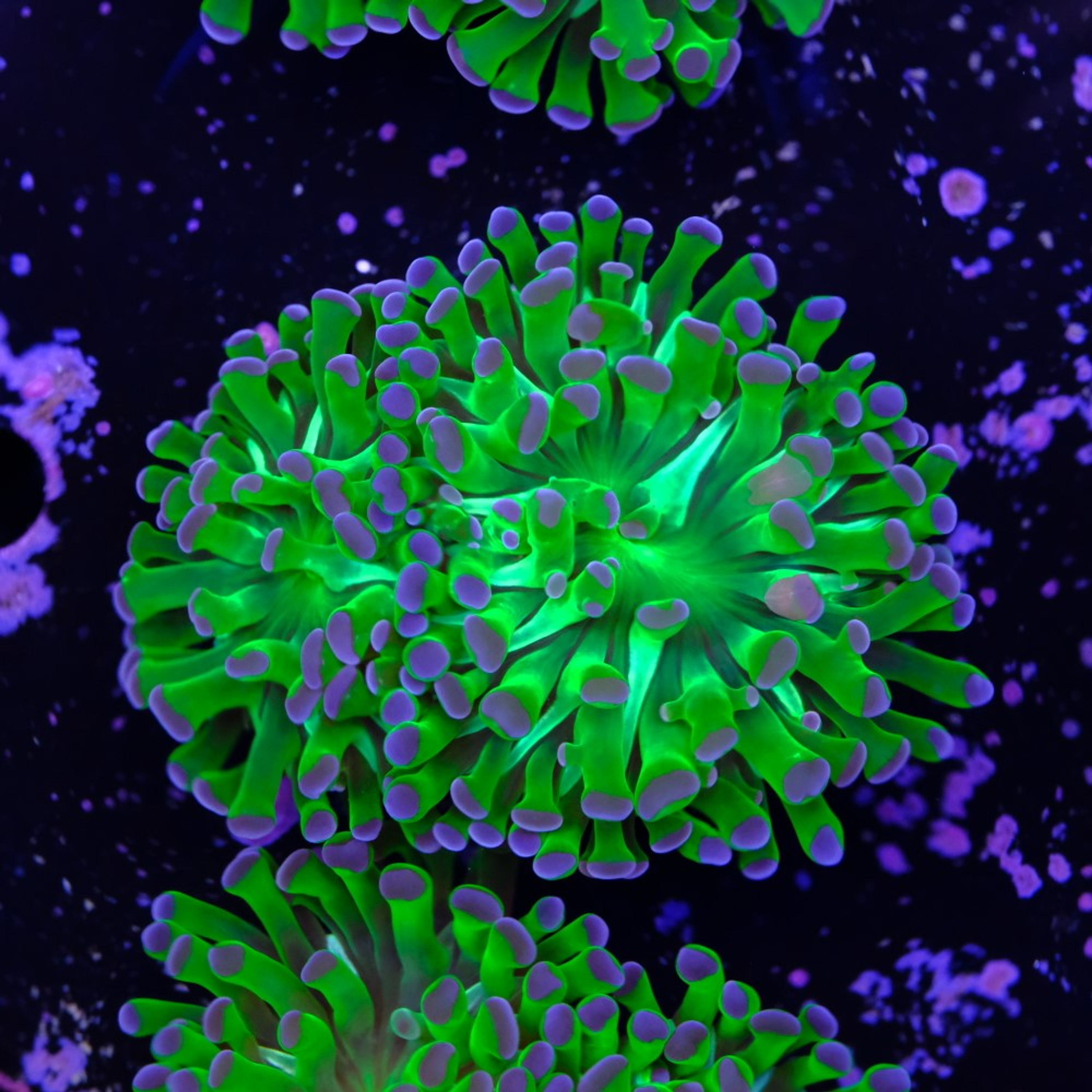 Euphyllia parancora "bicolor"