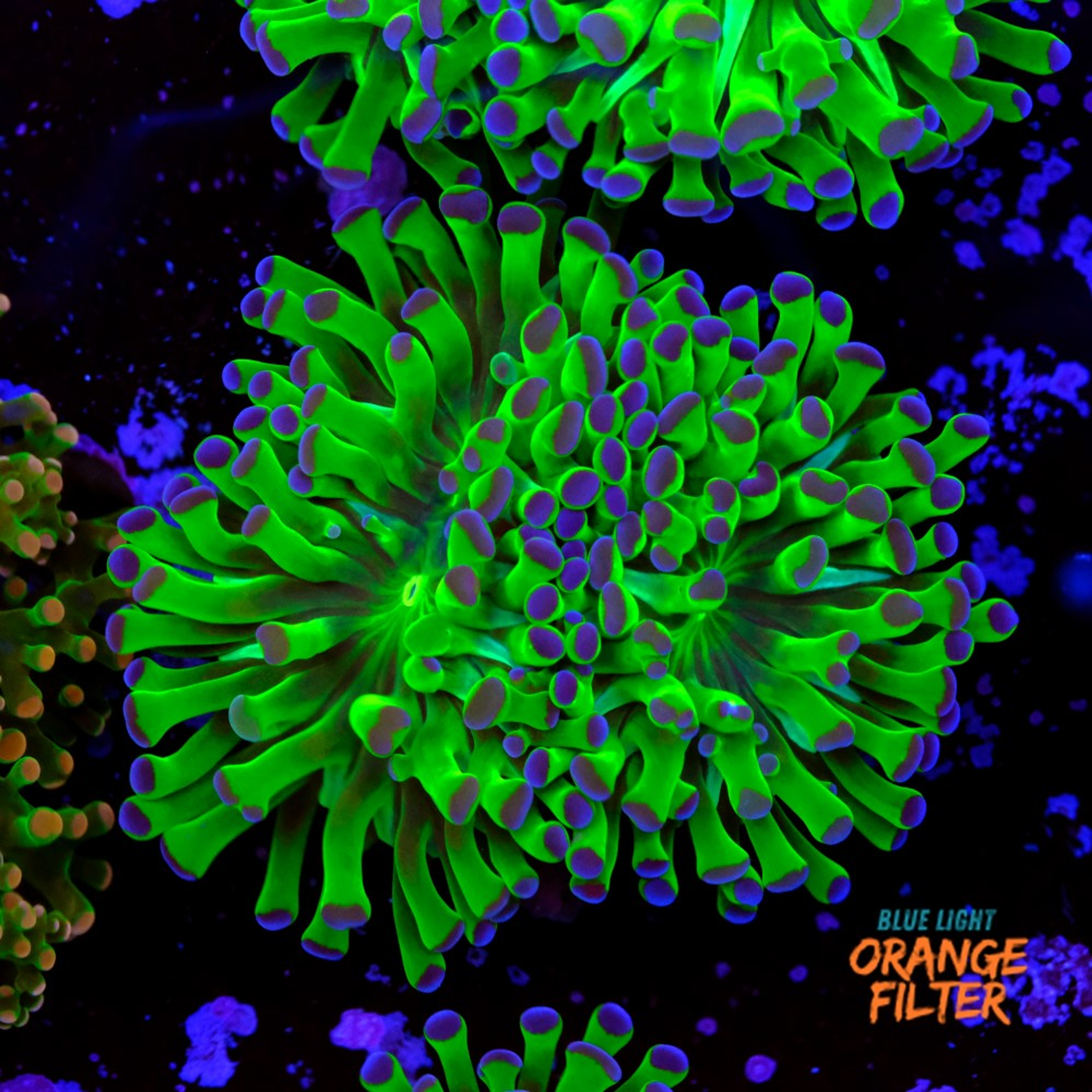 Euphyllia parancora "bicolor"