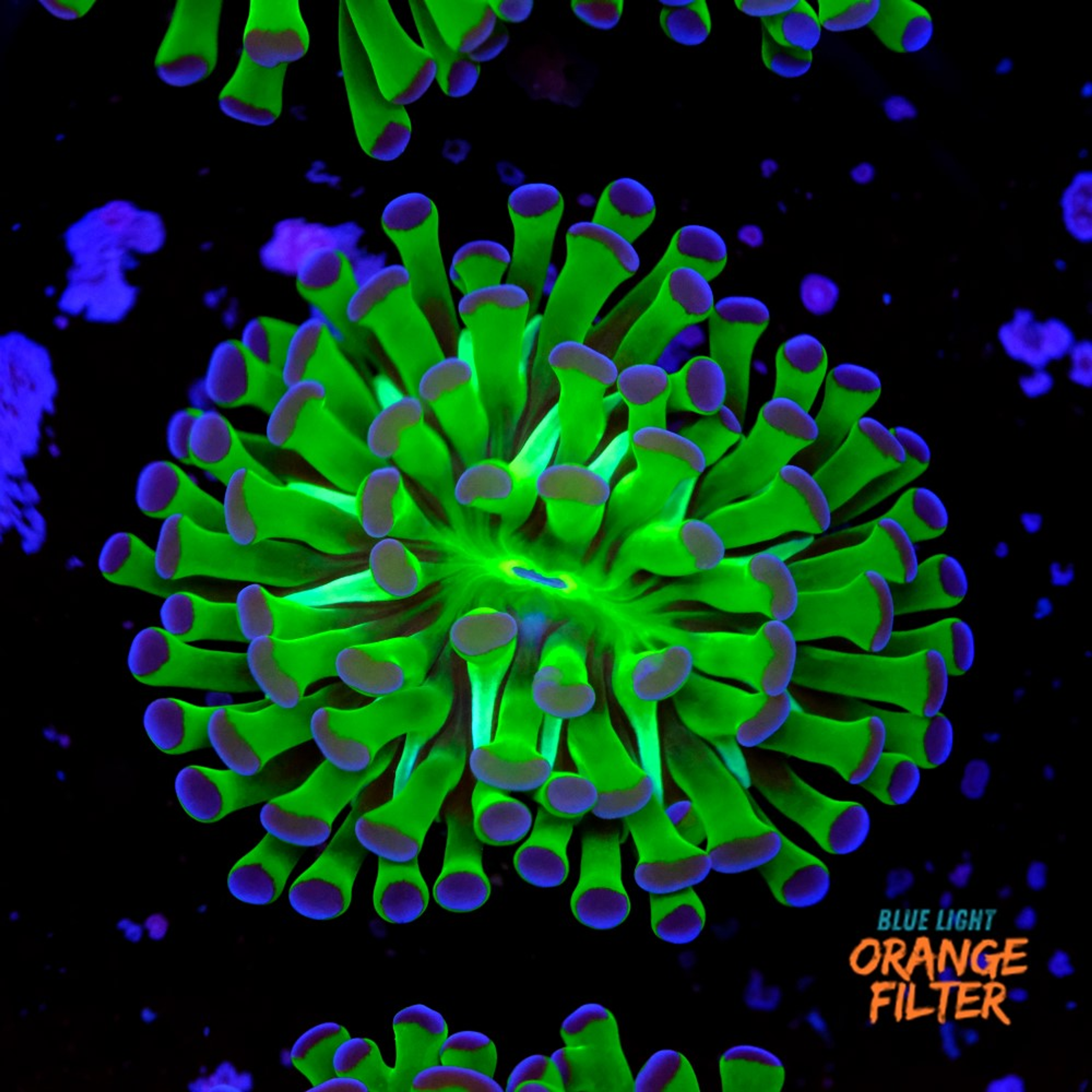 Euphyllia parancora "bicolor"