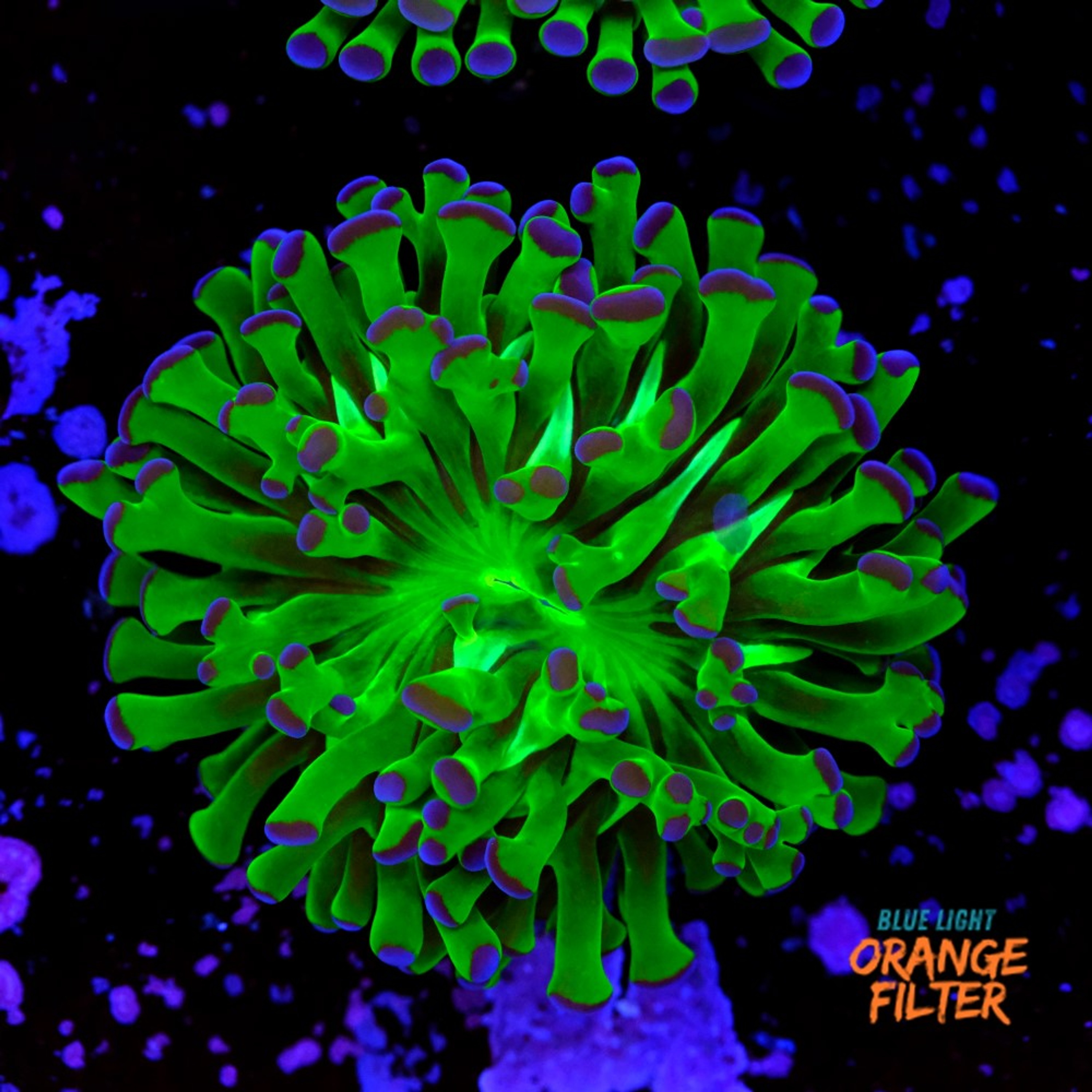 Euphyllia parancora "bicolor"