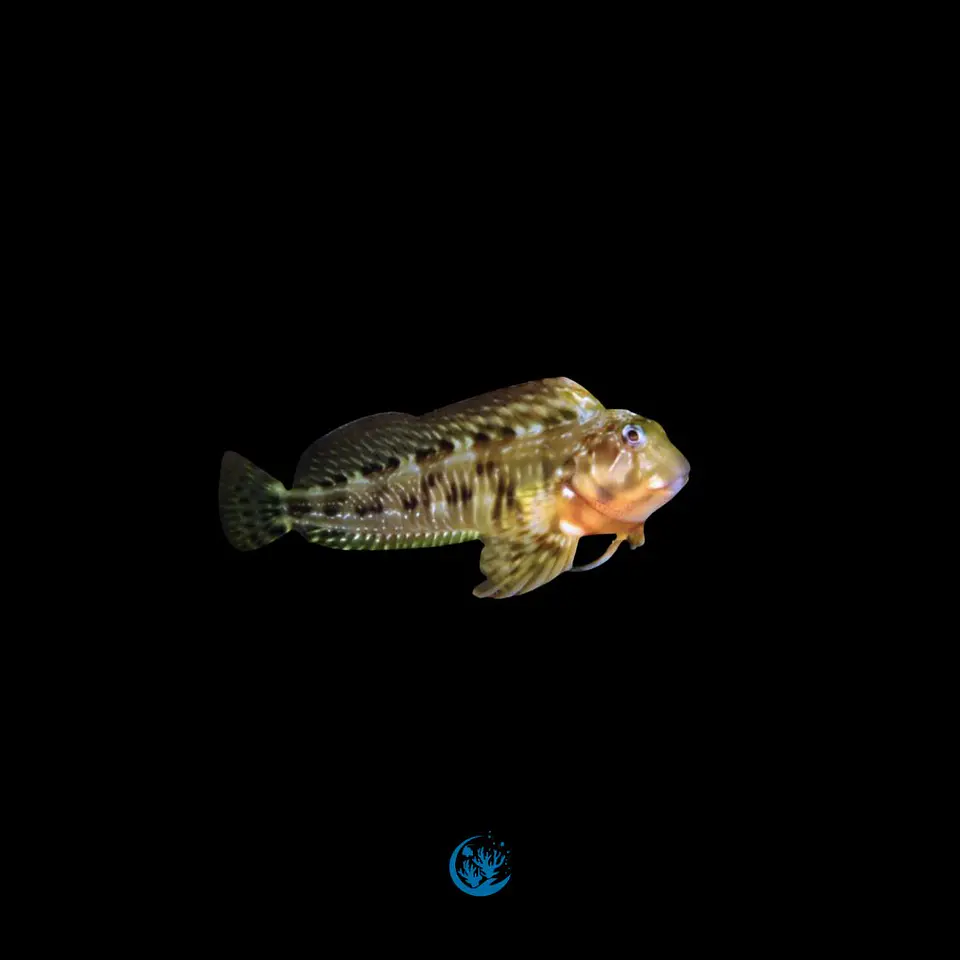 Scartella cristata 1