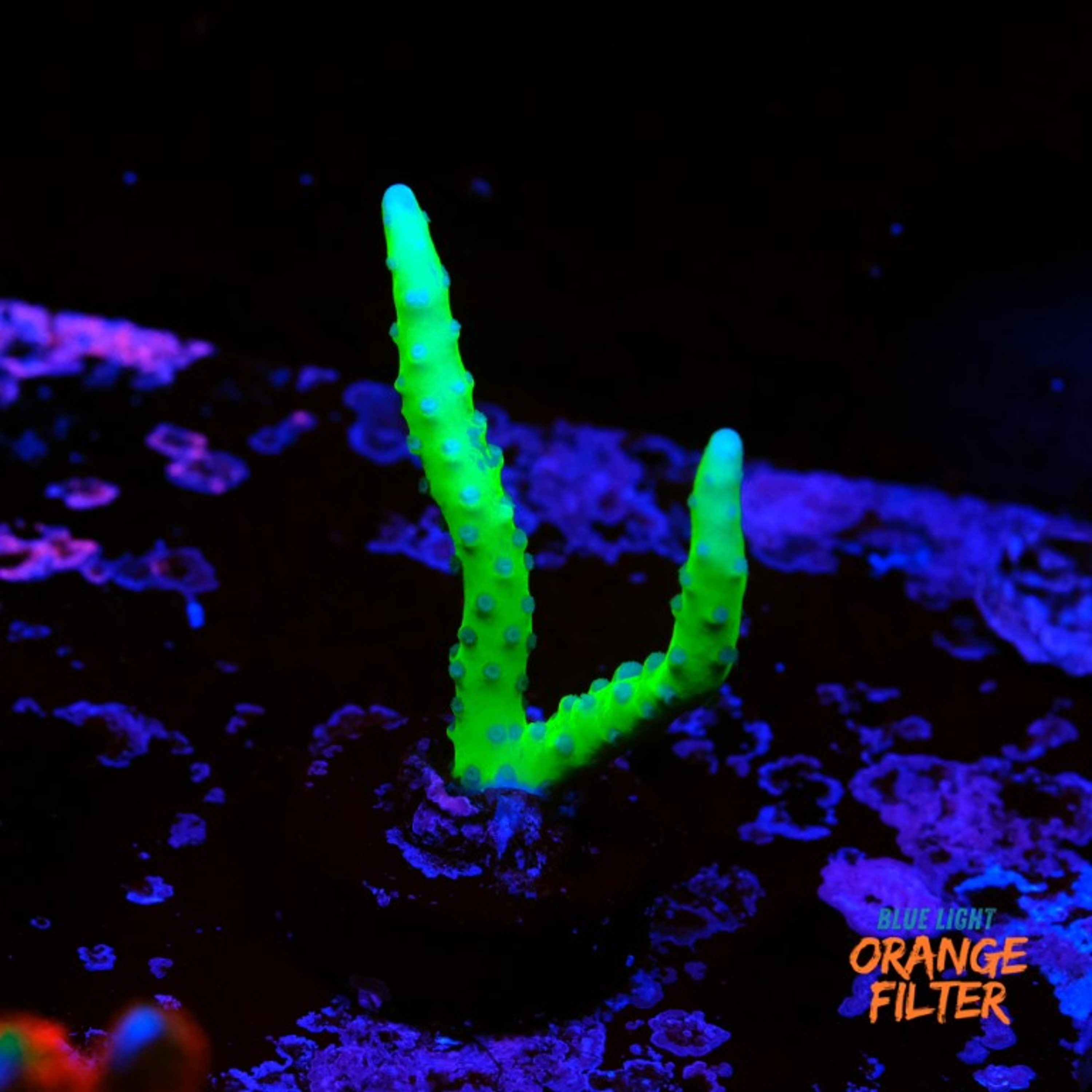 Anacropora forbesi "green goblin"