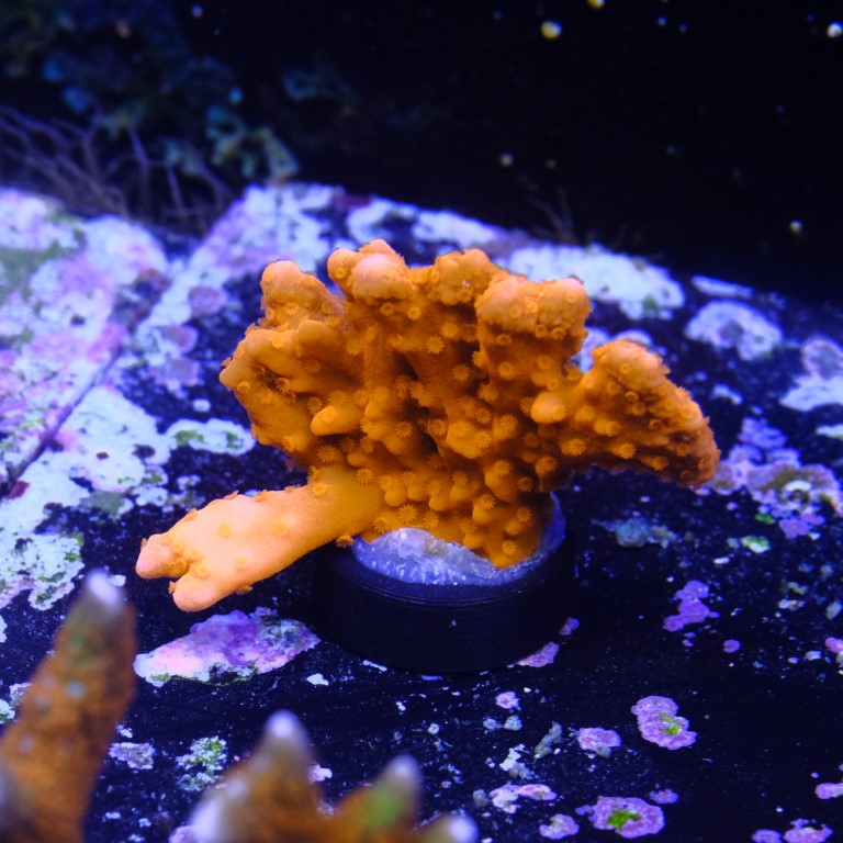 Montipora setosa 2