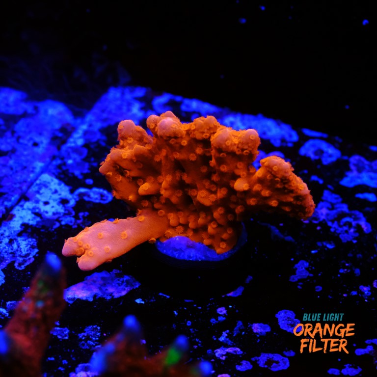 Montipora setosa 1