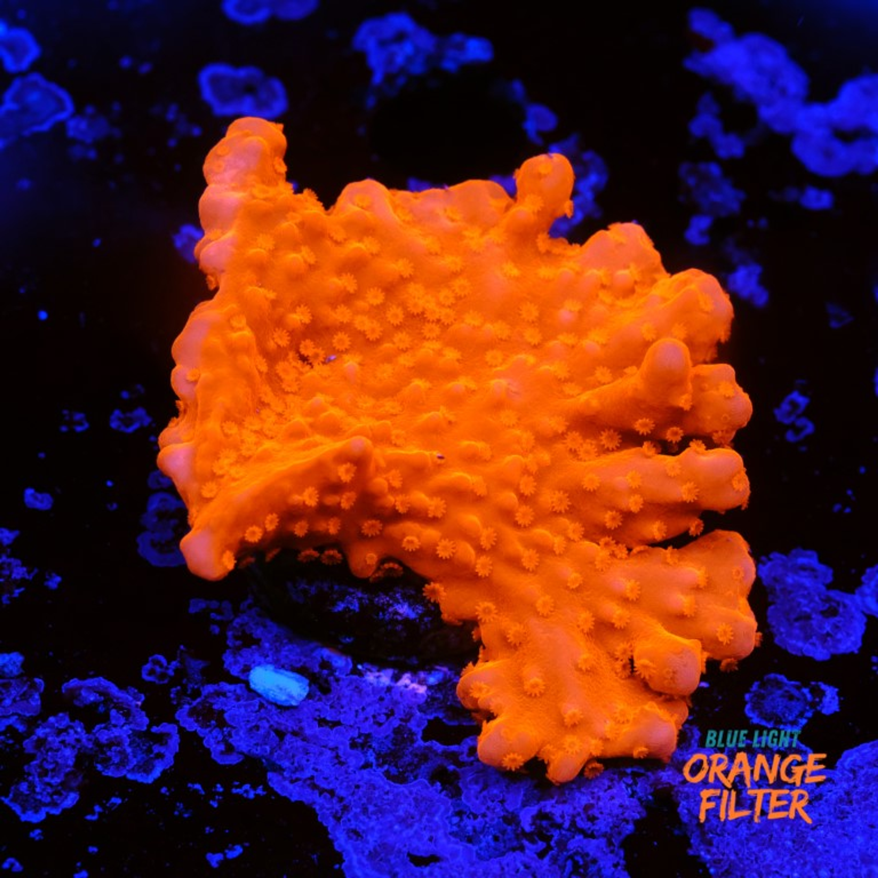 Montipora setosa