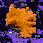 Montipora setosa 2
