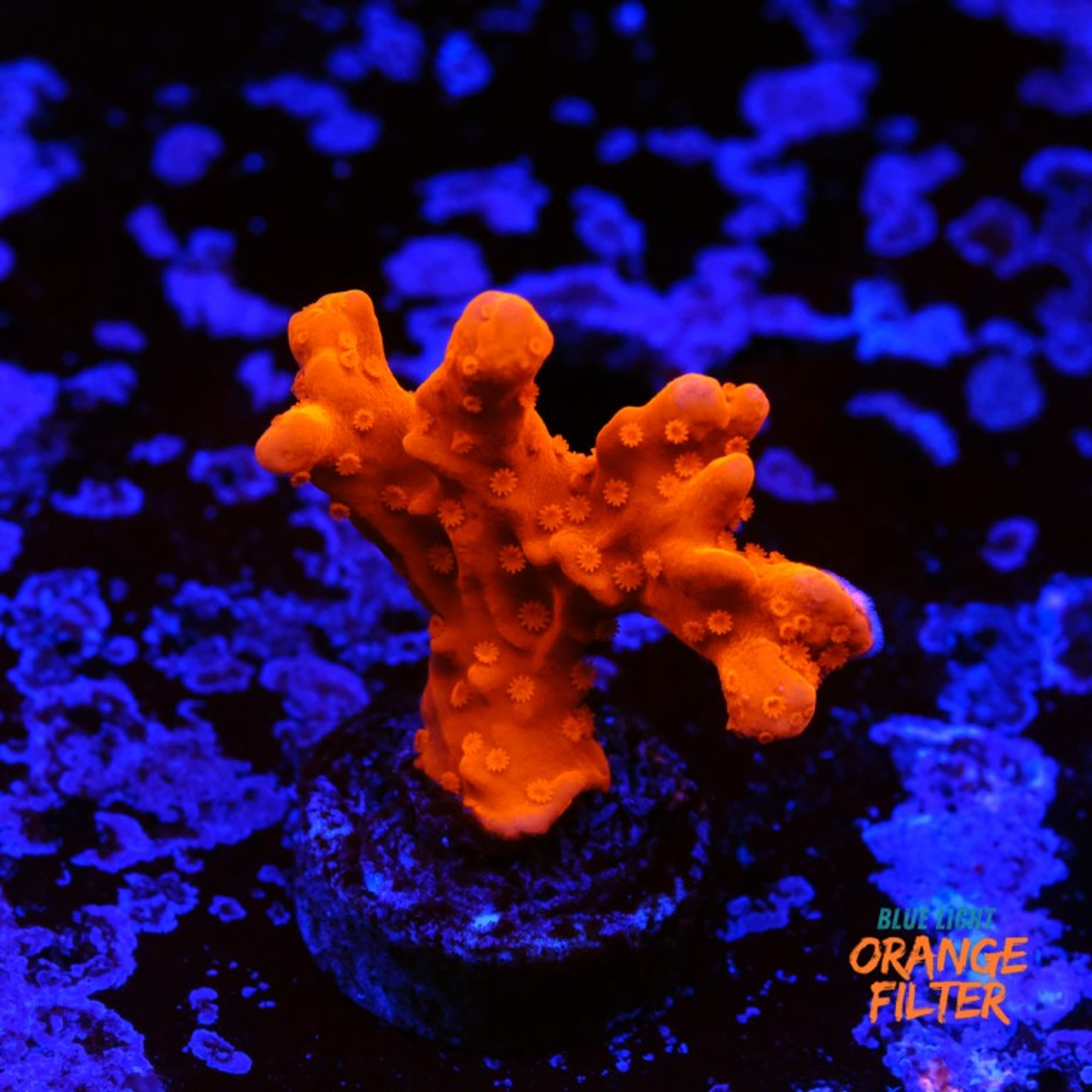 Montipora setosa