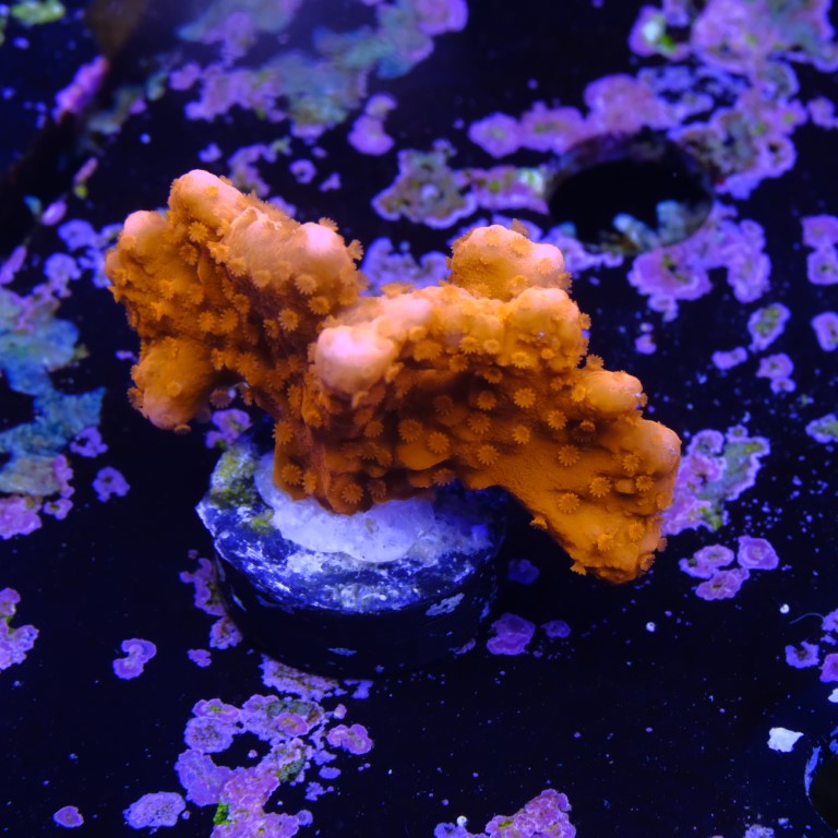 Montipora setosa 2