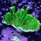 Montipora confusa 1