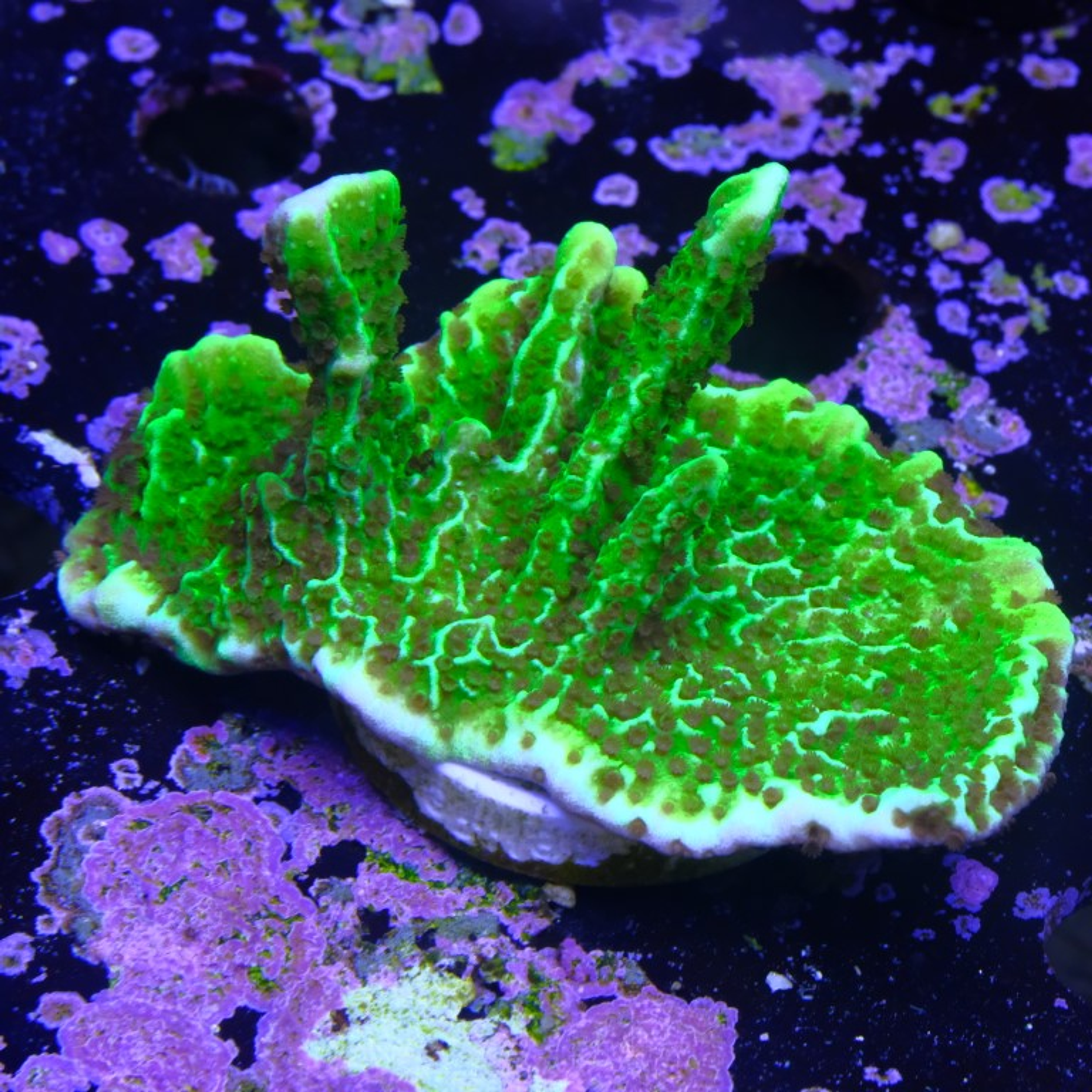 Montipora confusa